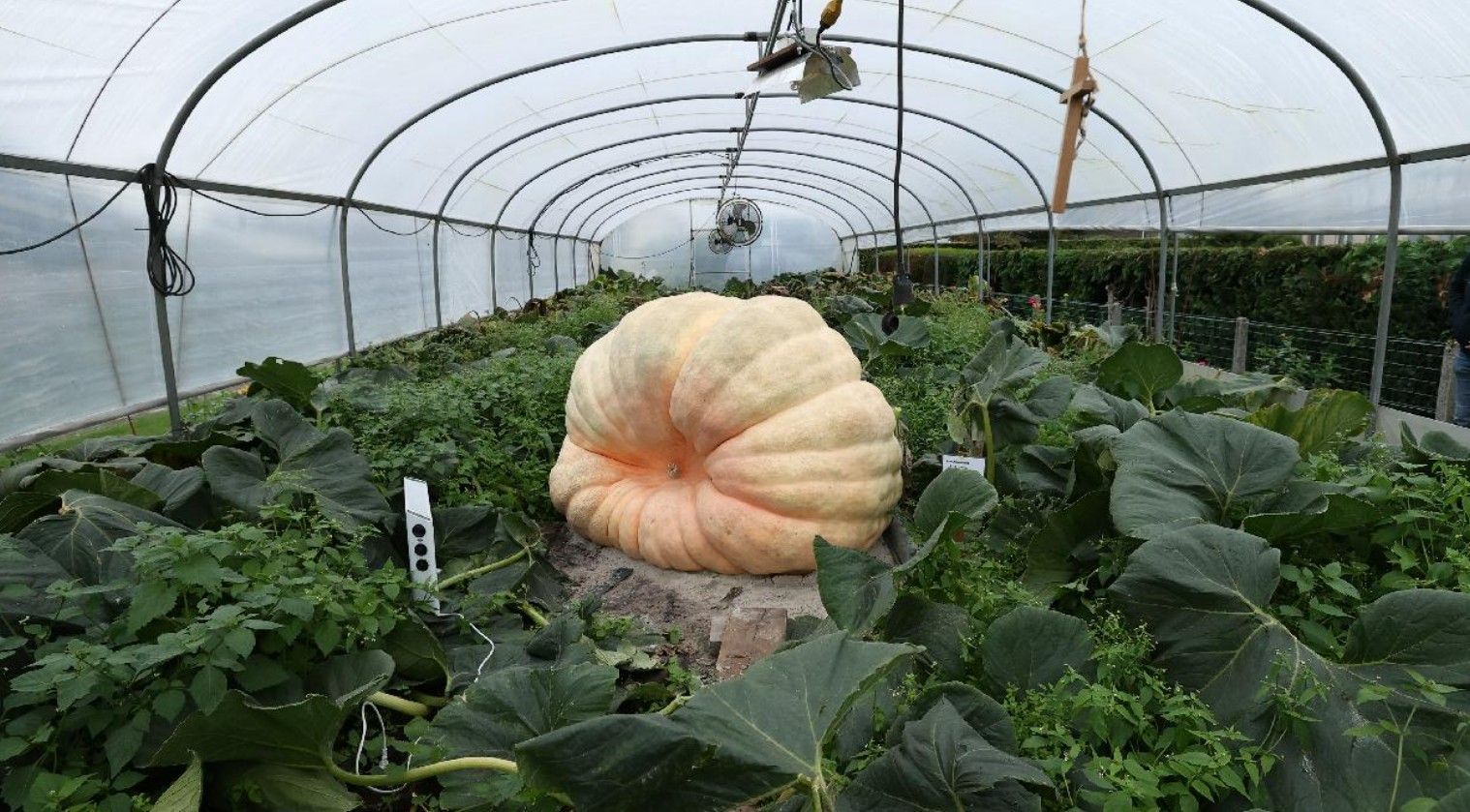 dev balkabagi resmen tum tarlayi ele gecirdi yetistiren ciftciler saskina dondu xF2H7KpG