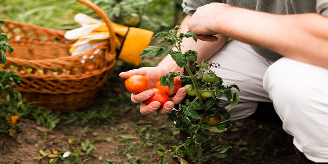 diyarbakirda yerel tohum hasadi bu lezzetler pazarda bulunmaz yASFeKGZ