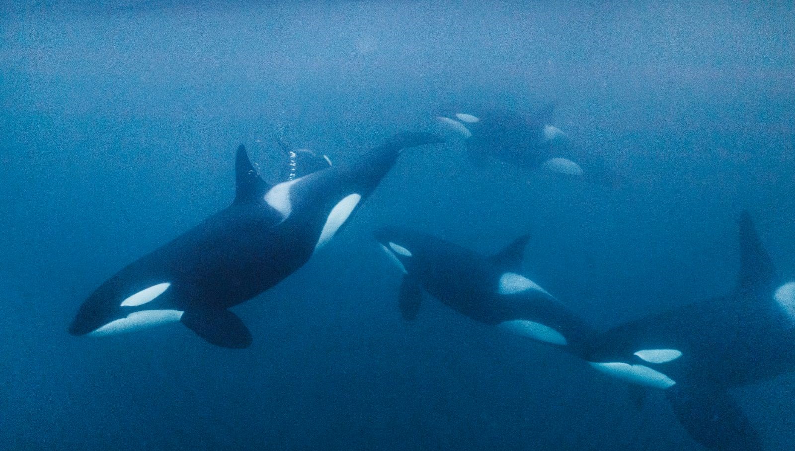 portekiz aciklarinda orka saldirisi 5 kisilik turist botu batti N9hLfjQU