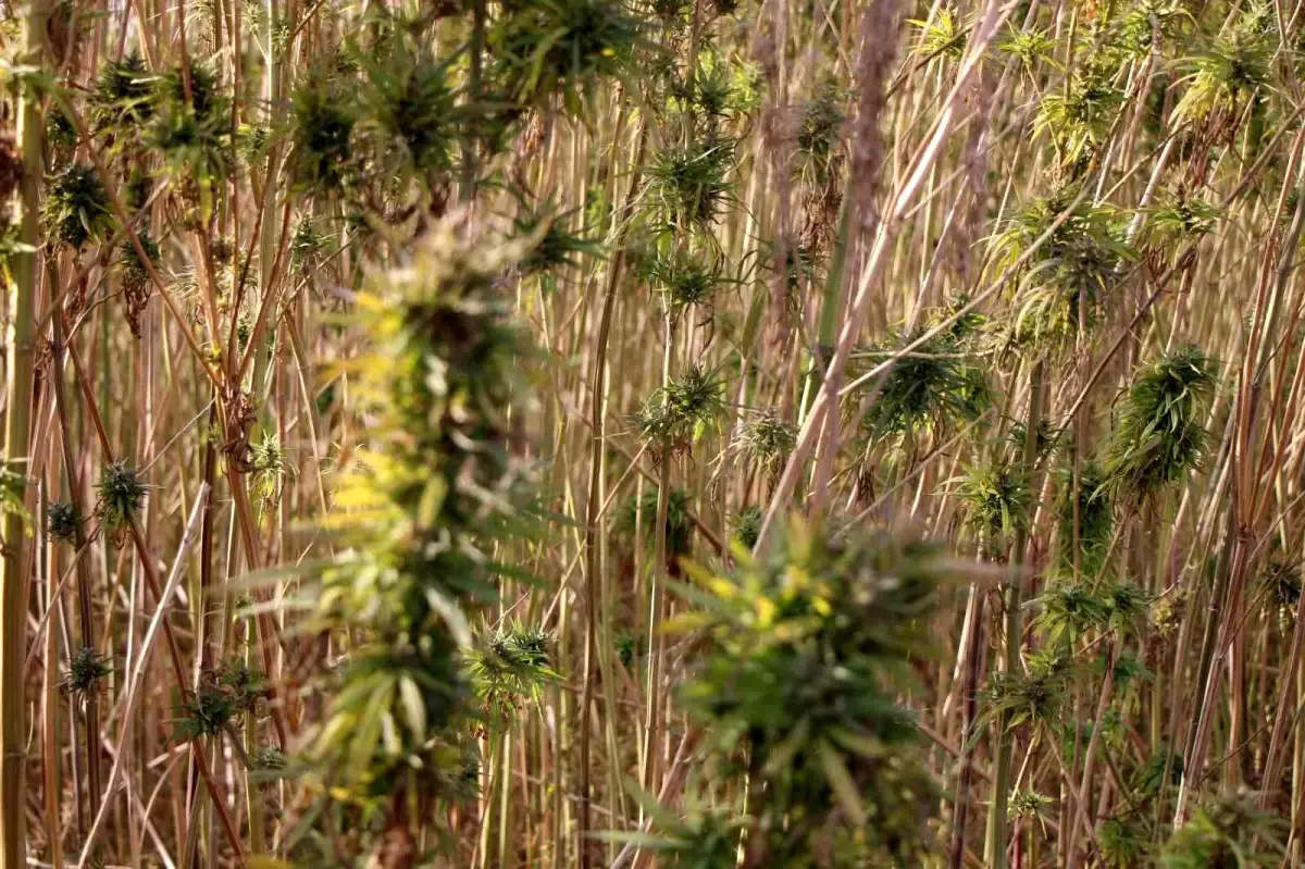 amasyada kenevir uretiminde hayal kirikligi uEN5tqTK.jpg