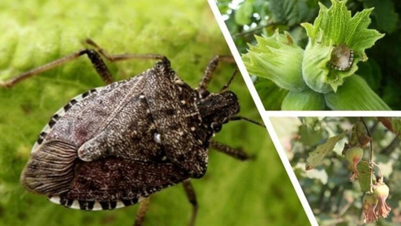 kahverengi kokarca icin 7 bin sulun dogaya salindi 2UruaKYR.jpg