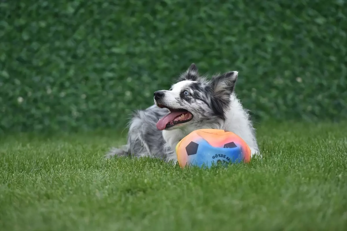 sakaryada can dostlar parki acildi rtjPYIP2.jpg