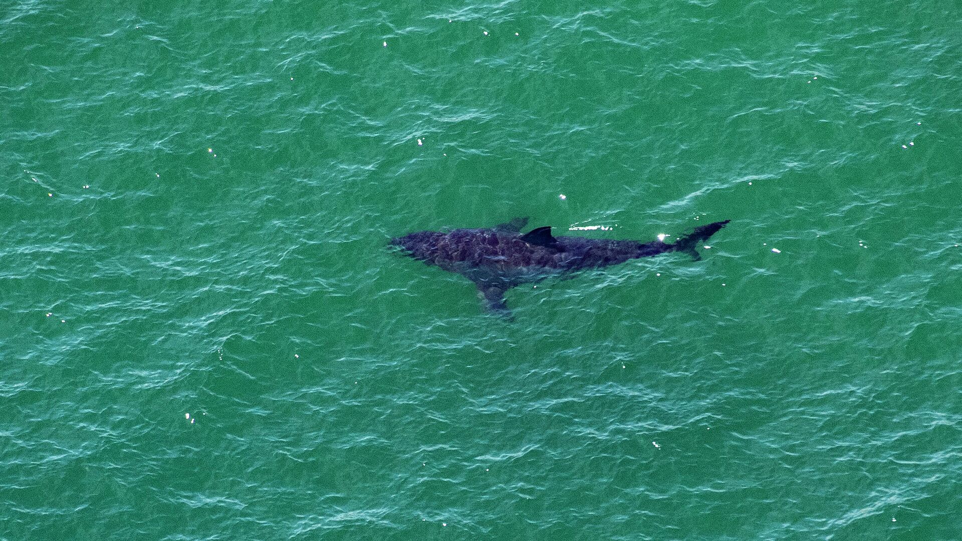 zararsiz olmasiyla bilinen bir kopekbaligi turu israilde dalgici yiyerek oldurdu cCn4dxAH.jpg