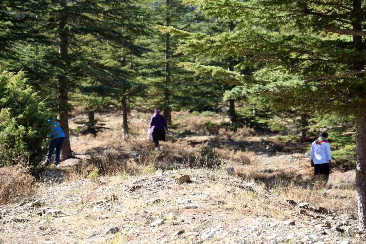 adanada sedir mantarina talep artiyor beyaz altin ihracata acildi I57GUuS8.jpg