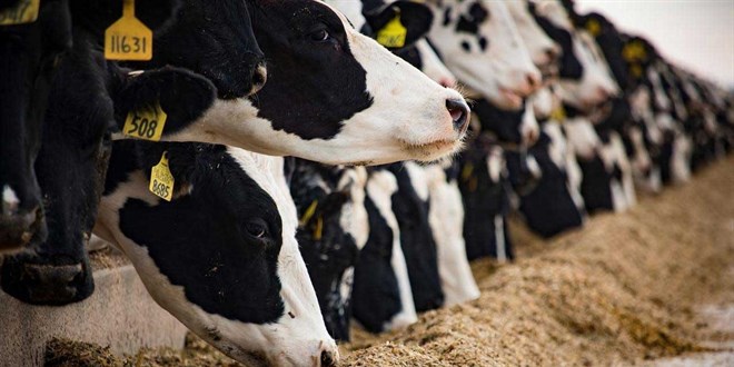 tarim ve orman bakanligi duyurdu sap hastaligi kontrol altina alindi Ava5I4Hl.jpg