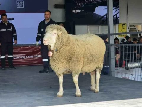 Damızlık Koç Satışı Rekor Kırdı: 1 Milyon 110 Bin Lira ile Yeni Bir Tarih Yazıldı