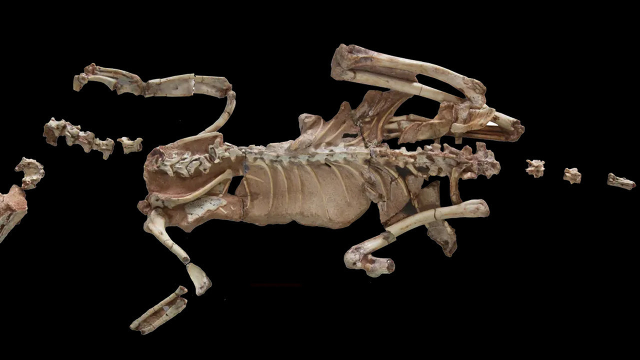 "O kadar da değil" dedirten, Dünyanın en küçük dinozoru