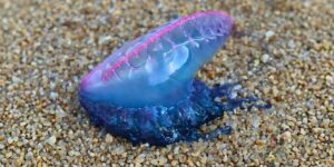 sahillere-vuruyor-sokmasi-olumcul-yeni-kesfedildi-2fF7xPMP