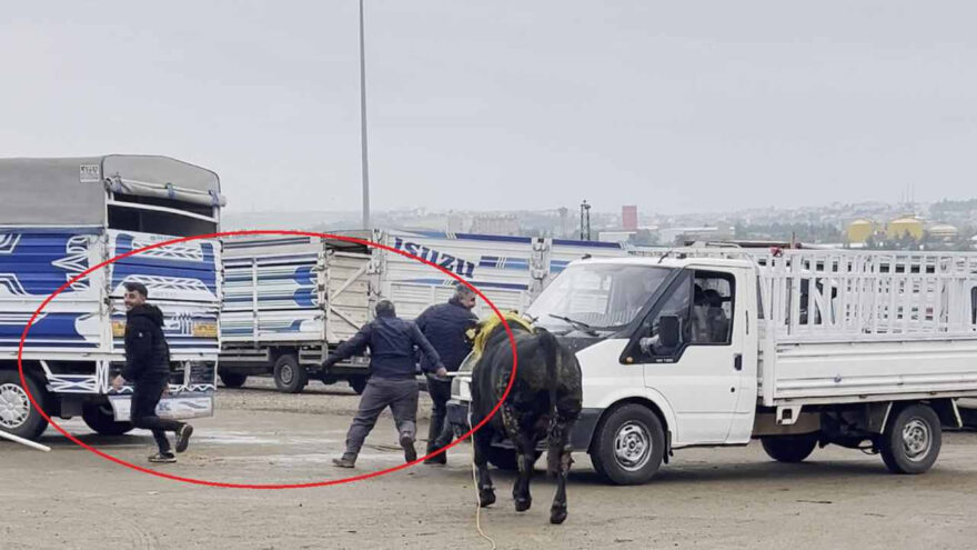 Diyarbakır’daki Canlı Hayvan Borsasında Kaçan Boğa Kaosa Neden Oldu