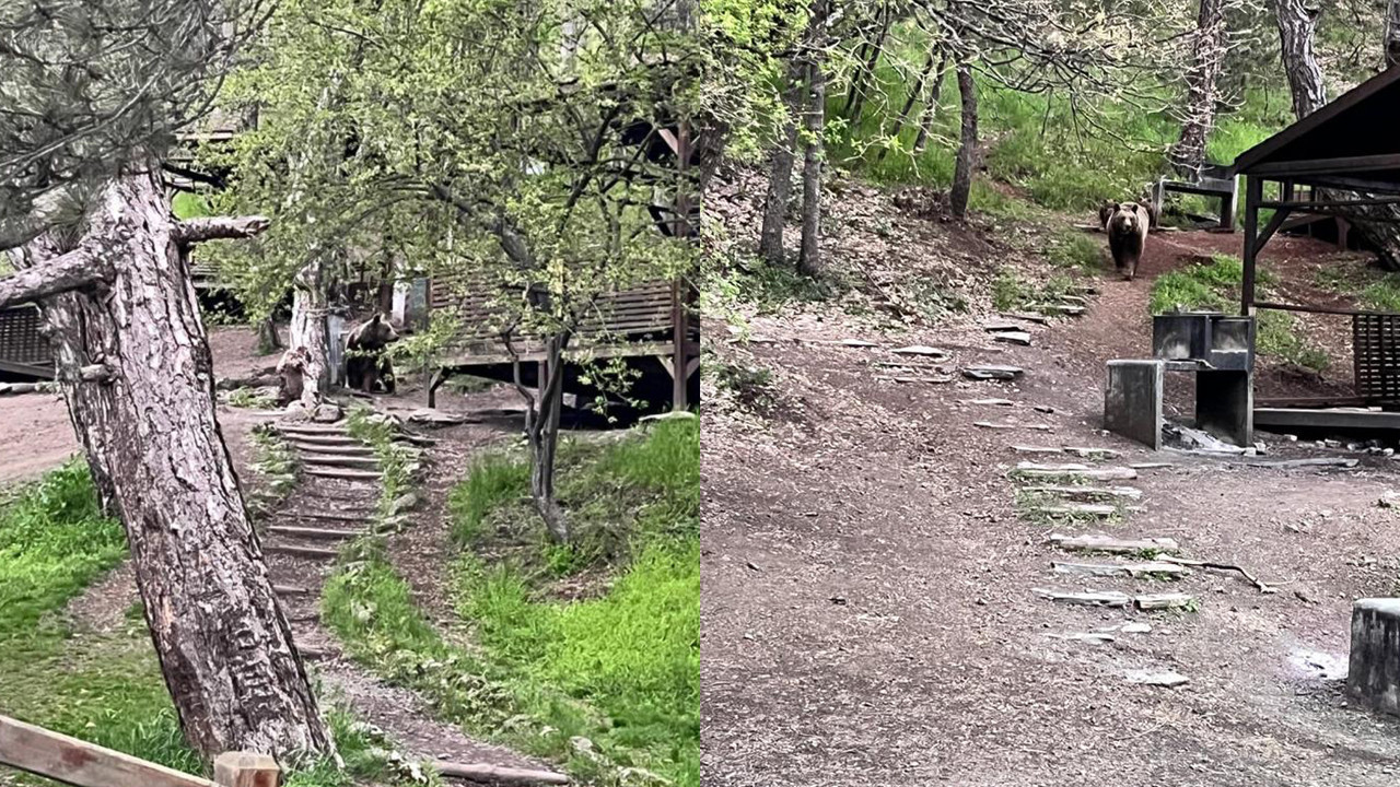Soğuksu Milli Parkı’nda Ayı Ailesi Görüntülendi